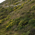Lupinus-sp-Hwy-1-hillsides-2009-05-21-CRW 8139