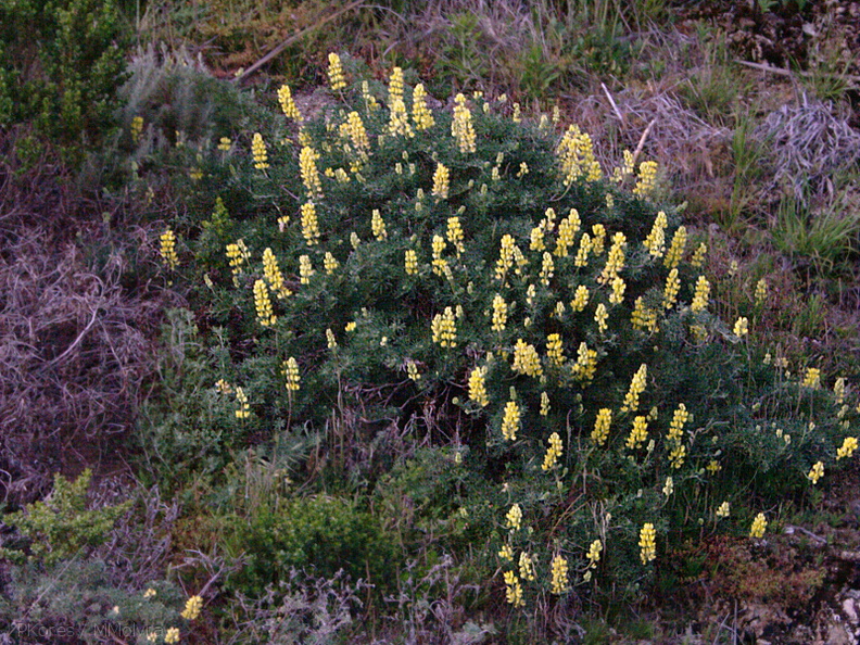 Lupinus-sp-Hwy-1-hillsides-2009-05-21-CRW_8140.jpg