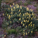 Lupinus-sp-Hwy-1-hillsides-2009-05-21-CRW 8140