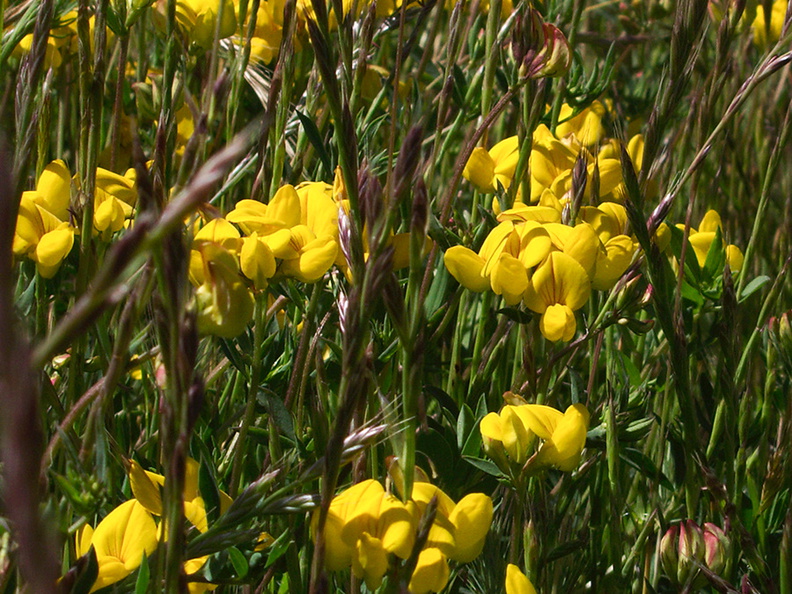 Lupinus-sp-indet-yellow-flowers-meadow-near-Seal-Beach-2010-05-19-IMG_5213.jpg