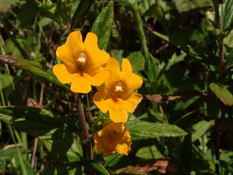 Mimulus-aurantiacus-sticky-monkeyflower-Hwy-1-2009-05-21-IMG_2913.jpg