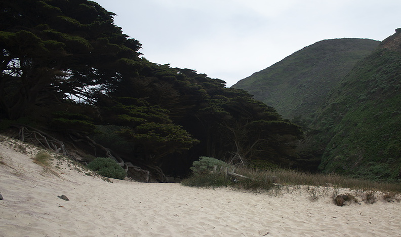 Monterey-cypress-and-wetlands-Pfeiffer-State-Beach-2013-03-02-IMG_7542.jpg