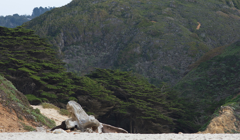 Monterey-cypress-behind-Pfeiffer-Beach-Big-Sur-2012-01-02-IMG_3838.jpg
