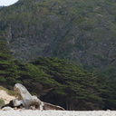 Monterey-cypress-behind-Pfeiffer-Beach-Big-Sur-2012-01-02-IMG 3838