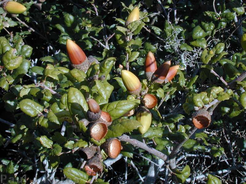 Quercus Morro pl2-2000-11-22