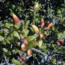 Quercus Morro pl2-2000-11-22