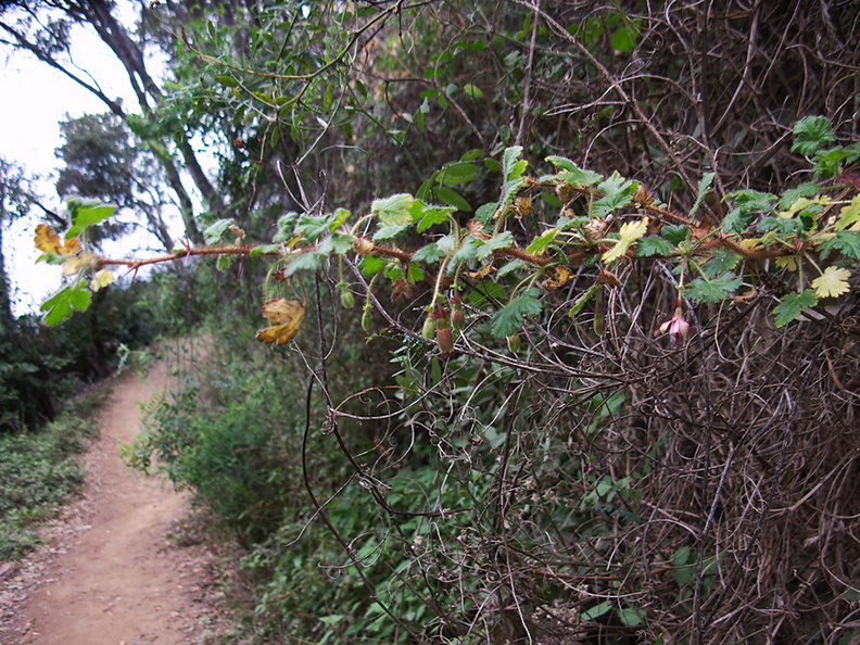 Ribes-californicum-gooseberry-Valley-View-trail-Pfeiffer-Big-Sur-2011-01-02-IMG_0333.jpg