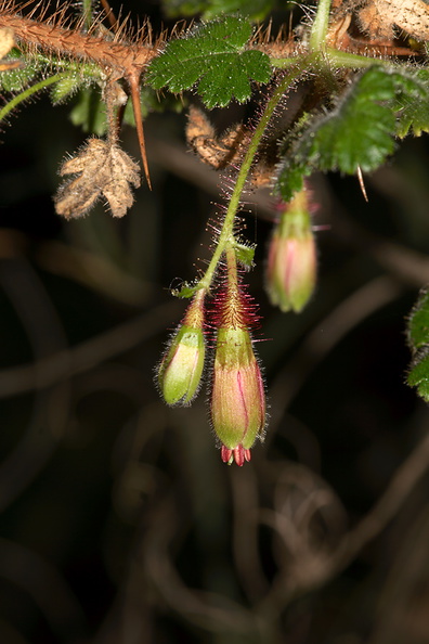 Ribes-californicum-gooseberry-Valley-View-trail-Pfeiffer-Big-Sur-2012-01-02-IMG_3796.jpg
