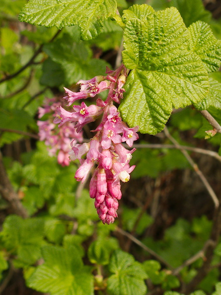 Ribes-malvaceum-chaparral-currant-at-stream-orchid-location-PCH-2013-03-02-IMG_0199.jpg