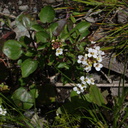 Rorippa-nasturtium-aquaticum-watercress-Hwy-1-2009-05-21-IMG 2875