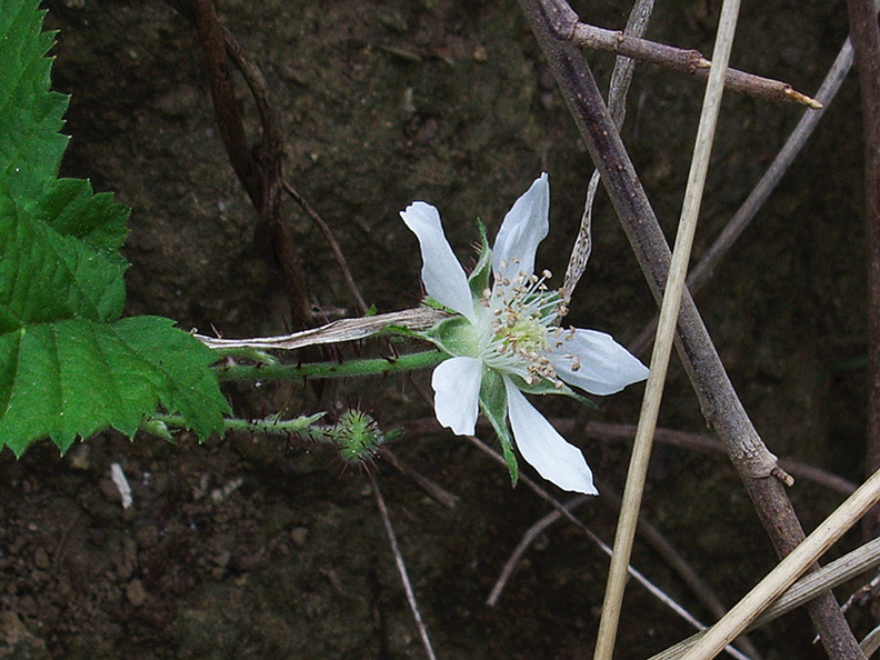 Rubus-sp-ursinus-California-blackberry-Valley-View-trail-Pfeiffer-Big-Sur-2011-01-02-IMG_0365.jpg