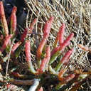 Salicornia Morro2-2000-11-22