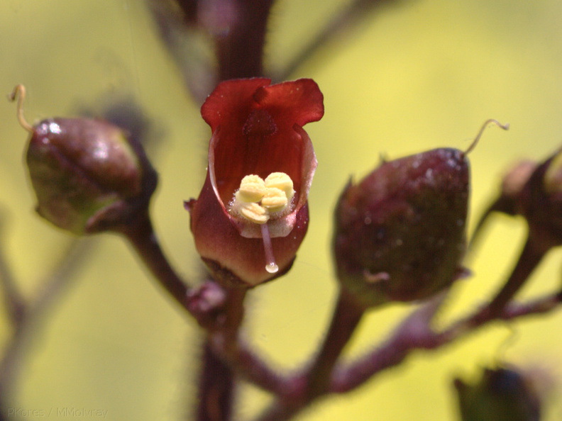 Scrophularia-californica-coast-figwort-Hwy-1-2009-05-26-CRW_8214.jpg