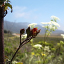 Scrophularia-californica-coast-figwort-Hwy-1-2009-05-26-IMG 3045
