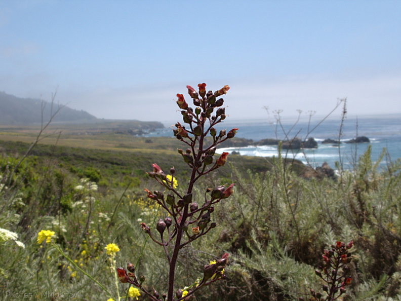 Scrophularia-californica-coast-figwort-Hwy-1-2009-05-26-IMG_3052.jpg