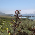 Scrophularia-californica-coast-figwort-Hwy-1-2009-05-26-IMG_3052.jpg