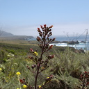 Scrophularia-californica-coast-figwort-Hwy-1-2009-05-26-IMG 3052
