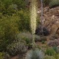 Yucca-whipplei-chaparral-yucca-Hwy1-2009-05-26-CRW_8196.jpg
