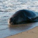 elephant-seal-female-Seach-Beach-PCH-2016-12-28-IMG 3585