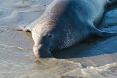 elephant-seal-male-Seal-Beach-PCH-2016-12-28-IMG 3590
