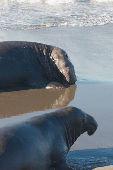 elephant-seal-males-Seal-Beach-PCH-2016-12-28-IMG_3591.jpg