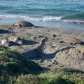 elephant-seals-on-Seal-Beach-view-PCH-2016-12-28-IMG 3579