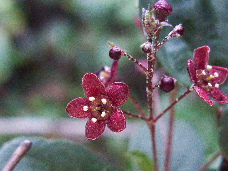 indet-Rosaceae-Gaviota-rest-area-Hwy1-2011-01-01-IMG_0279.jpg