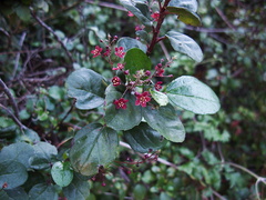 indet-Rosaceae-Gaviota-rest-area-Hwy1-2011-01-01-IMG 0283