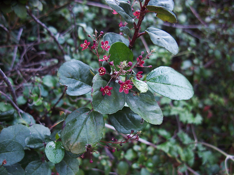 indet-Rosaceae-Gaviota-rest-area-Hwy1-2011-01-01-IMG_0283.jpg