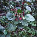 indet-Rosaceae-Gaviota-rest-area-Hwy1-2011-01-01-IMG 0283