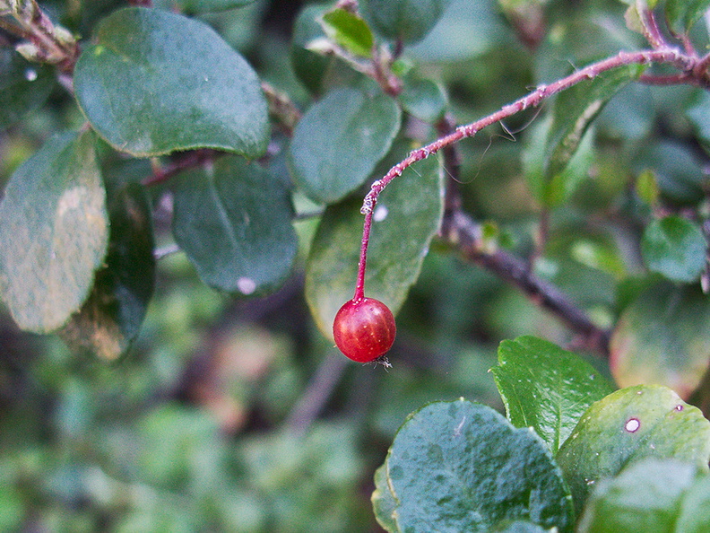 indet-Rosaceae-berry-Gaviota-rest-area-Hwy1-2011-01-01-IMG_0275.jpg