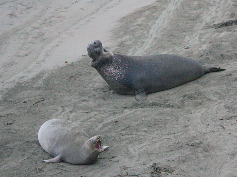 juvenile-male-and-female-duet-Elephant-Seal-Beach-2012-12-15-IMG_6964.jpg