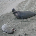 juvenile-male-and-female-duet-Elephant-Seal-Beach-2012-12-15-IMG 6964
