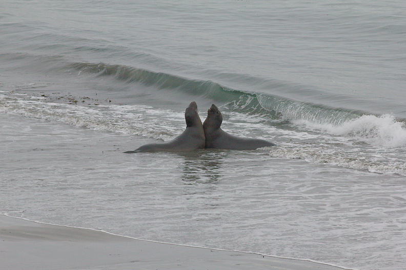 juveniles-playing-Elephant-Seal-Beach-2012-12-15-IMG_6983.jpg