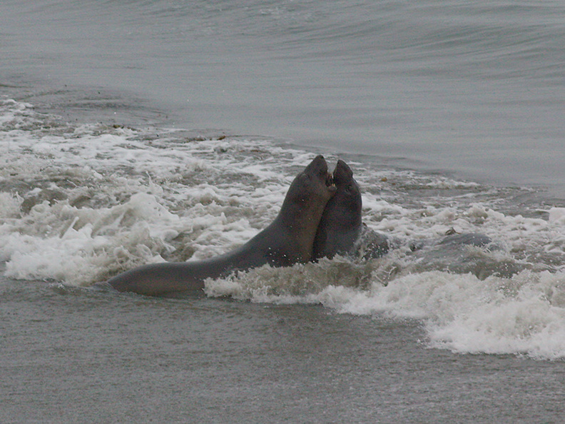 juveniles-playing-Elephant-Seal-Beach-2012-12-15-IMG_6987.jpg