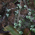 lichen-pixie-cups-Valley-View-trail-Pfeiffer-Big-Sur-2011-01-02-IMG 0386