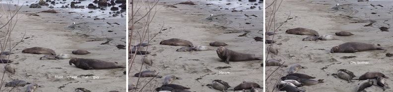 male-elephant-seal-Seal-Beach-2013-03-02-IMG_0206.jpg