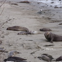 male-elephant-seal-Seal-Beach-2013-03-02-IMG 0206