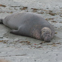 male-on-beach-Elephant-Seal-Beach-2012-12-15-IMG 6980