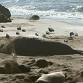 male-seal-resting-Seal-Beach-Hwy1-2012-01-01-IMG 3773