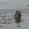 male-swimming-Elephant-Seal-Beach-2012-12-15-IMG 6970