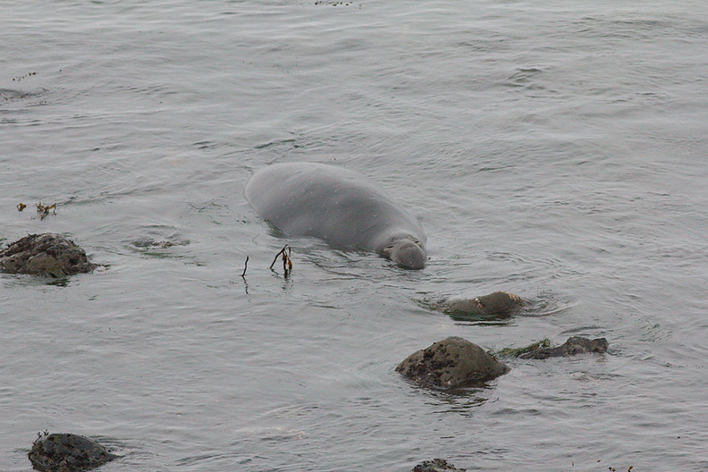 male-swimming-Elephant-Seal-Beach-2012-12-15-IMG_6977.jpg