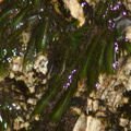 moss-on-waterfall-rocks-Pfeiffer-Falls-Pfeiffer-Big-Sur-2012-01-02-IMG 3805