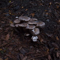 mushroom-clump-campsite-Pfeiffer-Big-Sur-2011-01-02-IMG_0319.jpg