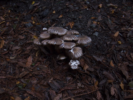mushroom-clump-campsite-Pfeiffer-Big-Sur-2011-01-02-IMG 0319