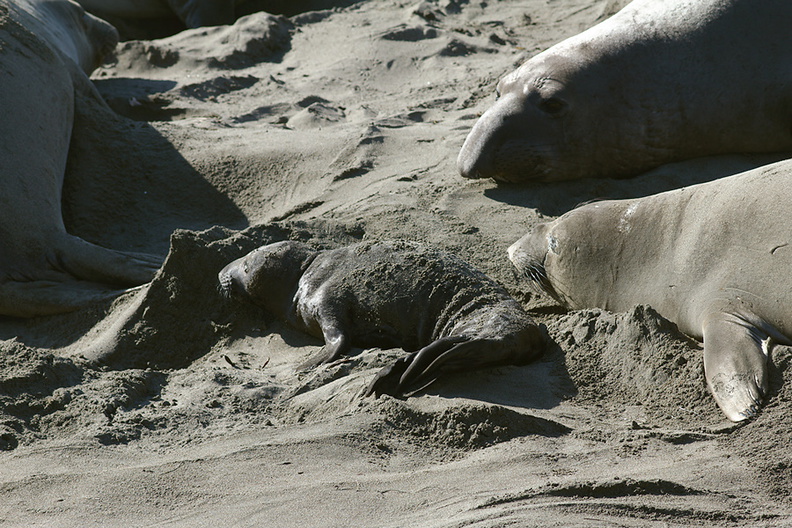 newborn-pup-Seal-Beach-Hwy1-2012-01-01-IMG_3771.jpg