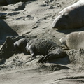 newborn-pup-Seal-Beach-Hwy1-2012-01-01-IMG 3771