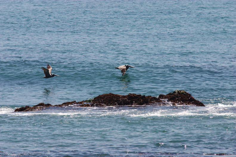 pelicans-Seal-Beach-2009-05-21-CRW_8088.jpg