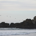 pelicans-flying-Pfeiffer-Beach-Big-Sur-2012-01-02-IMG 3853