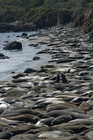 seal-beach-basking-hundreds-2010-05-19-IMG_0729.jpg